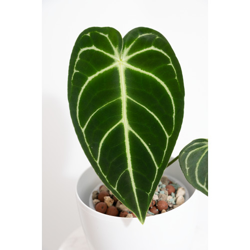 Anthurium regale