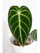 Anthurium regale