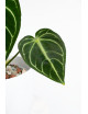 Anthurium regale