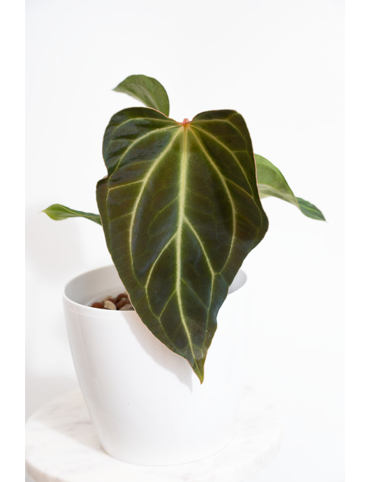 Anthurium magnificum x besseae aff