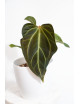 Anthurium magnificum x besseae aff