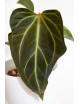 Anthurium magnificum x besseae aff