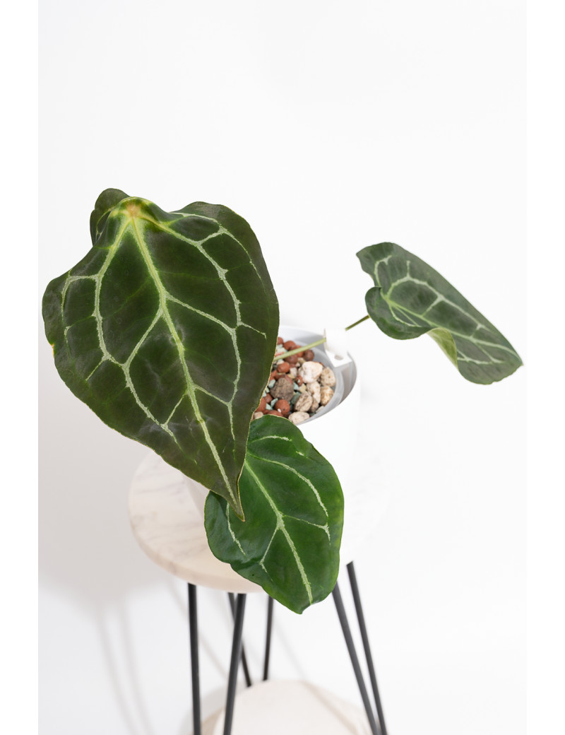 Anthurium crystal hybrid x (magnificum DF x forgetii)