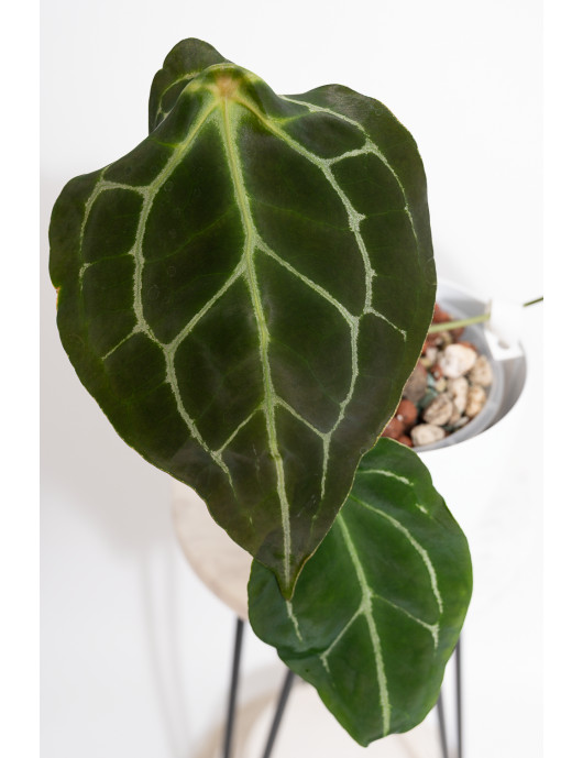 Anthurium crystal hybrid x...