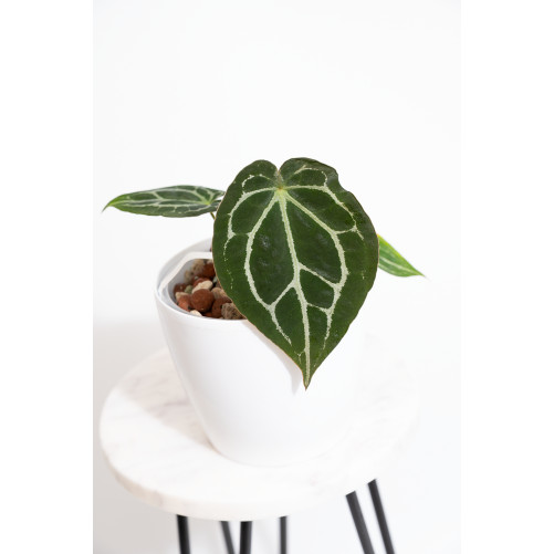 Anthurium forgetii WS x crystallinum