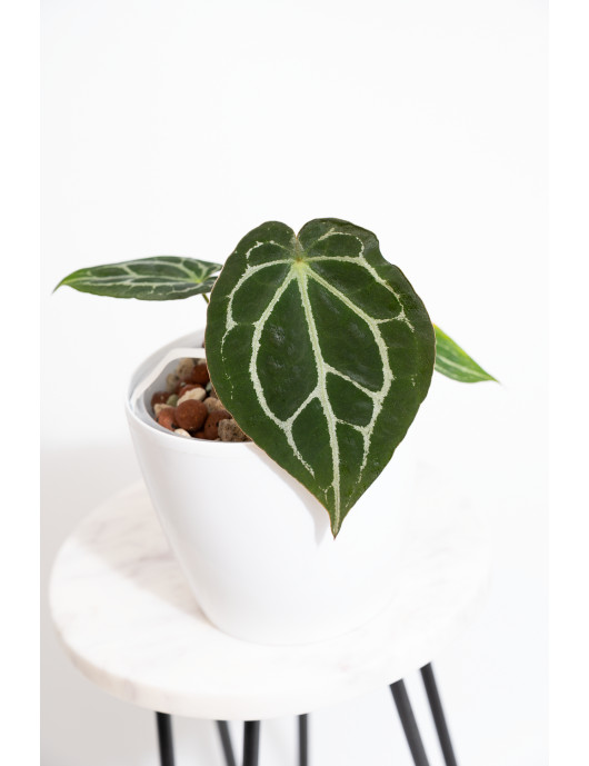 Anthurium forgetii WS x crystallinum