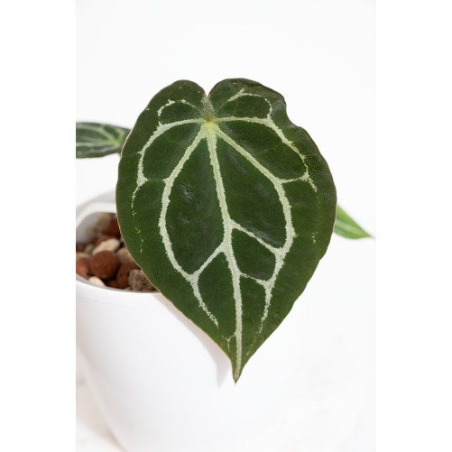 Anthurium forgetii WS x crystallinum