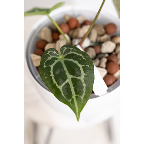 Anthurium forgetii WS x crystallinum