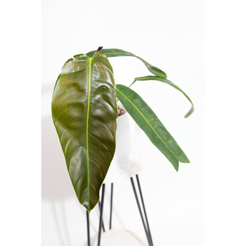 Philodendron patriciae