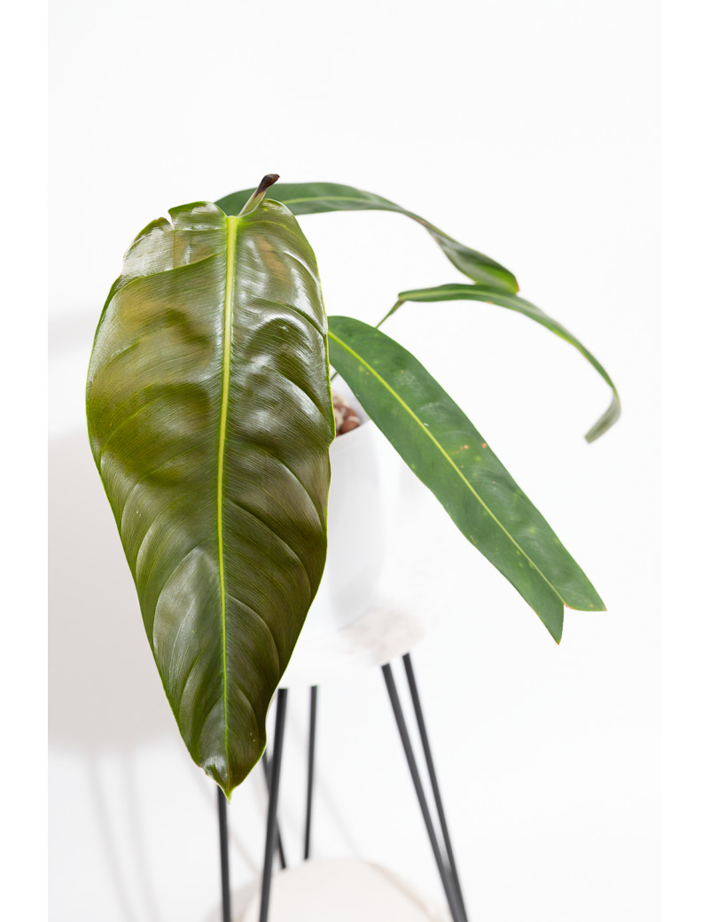 Philodendron patriciae