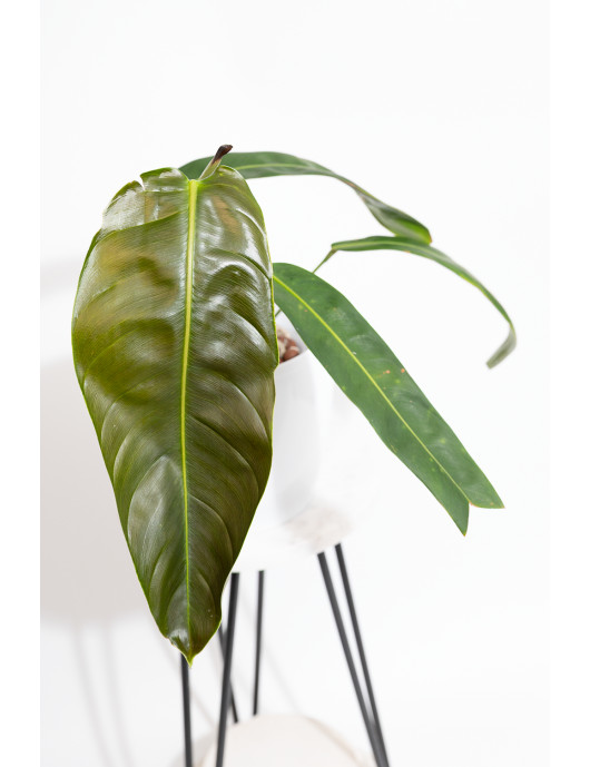 Philodendron patriciae