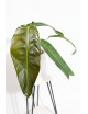 Philodendron patriciae