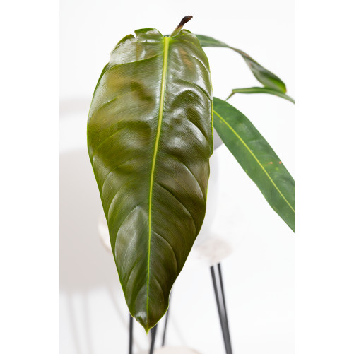 Philodendron patriciae
