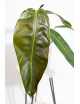 Philodendron patriciae