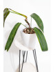Philodendron patriciae