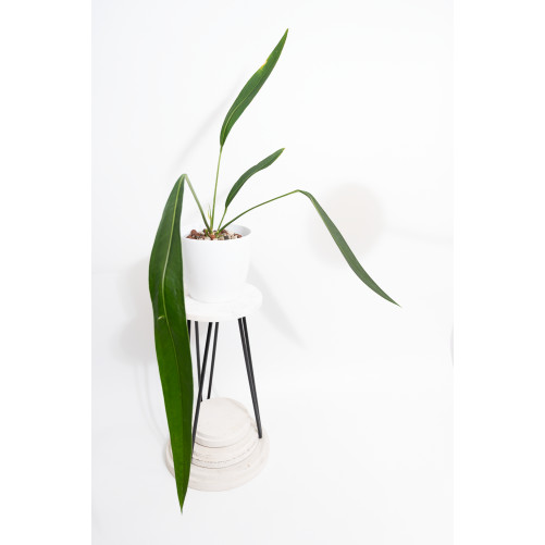 Anthurium pallidiflorum...