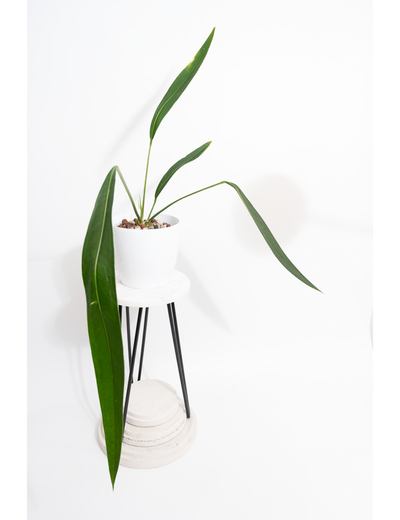 Anthurium pallidiflorum Guazhalan