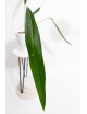 Anthurium pallidiflorum Guazhalan