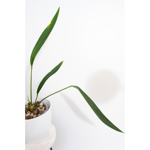 Anthurium pallidiflorum Guazhalan