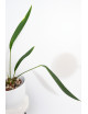 Anthurium pallidiflorum Guazhalan