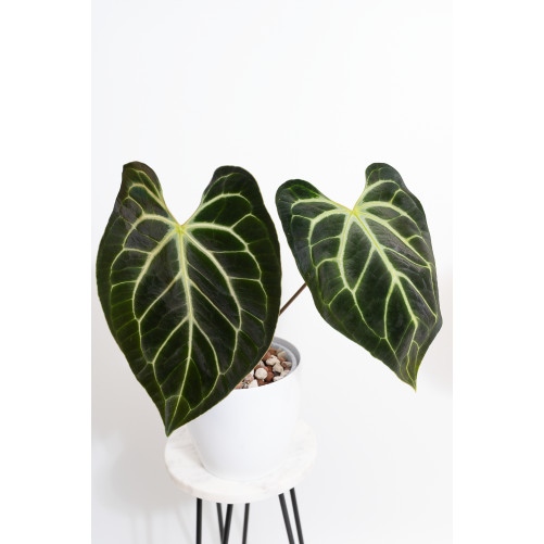 Anthurium besseae aff