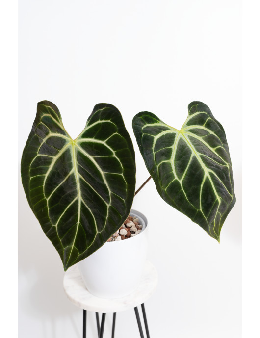 アンスリウム aff. besseae × dressleri Anthurium Fantasy (besseae aff. x dressleri) - Centrum Ogrodnicze