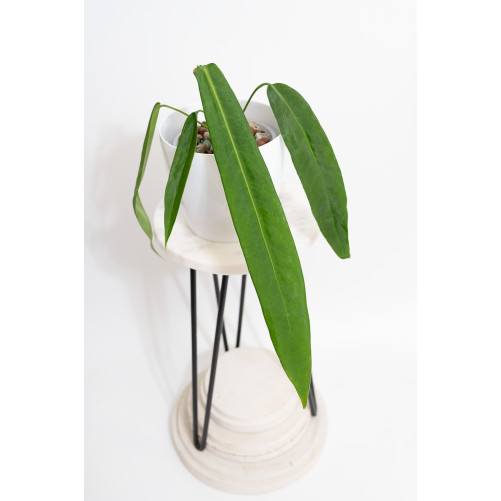 Anthurium pallidiflorum -