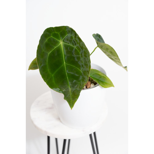 Anthurium forgetii DF x besseae aff