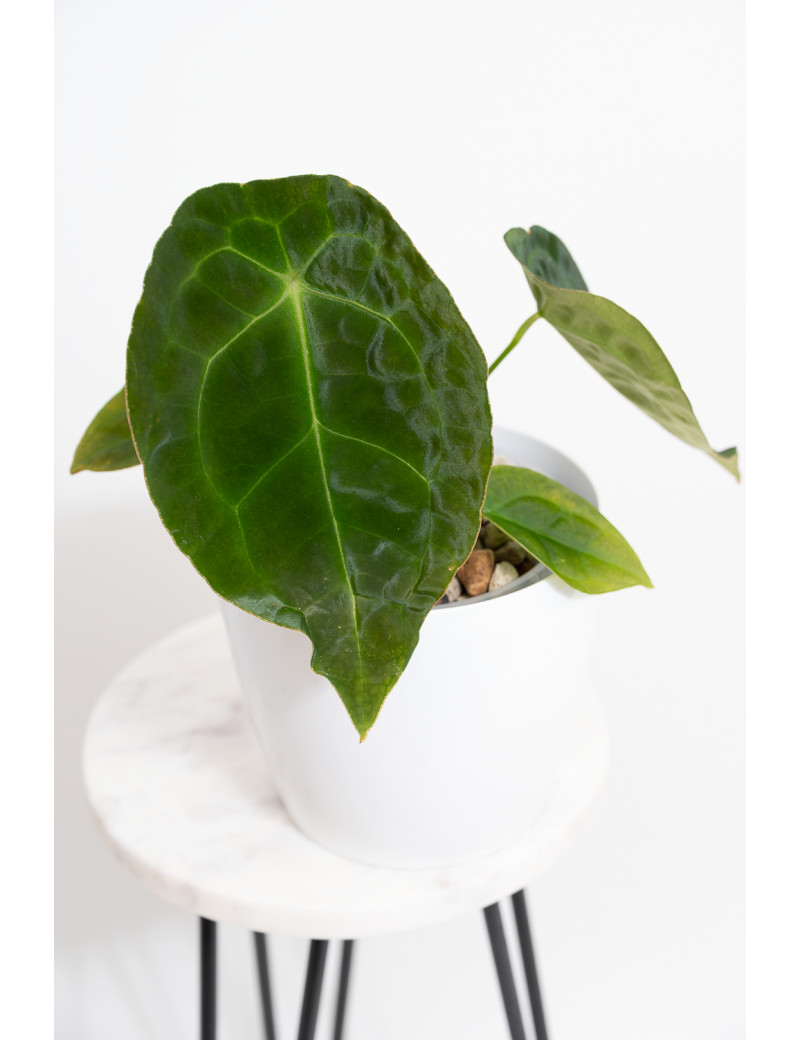 Anthurium forgetii DF x besseae aff