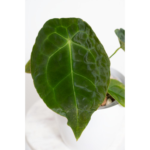 Anthurium forgetii DF x besseae aff