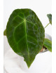 Anthurium forgetii DF x besseae aff