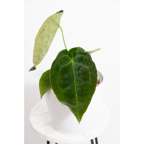 Anthurium forgetii DF x besseae aff