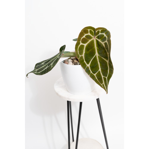 Anthurium Michelle x crystallinum