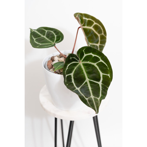 Anthurium Michelle x crystallinum