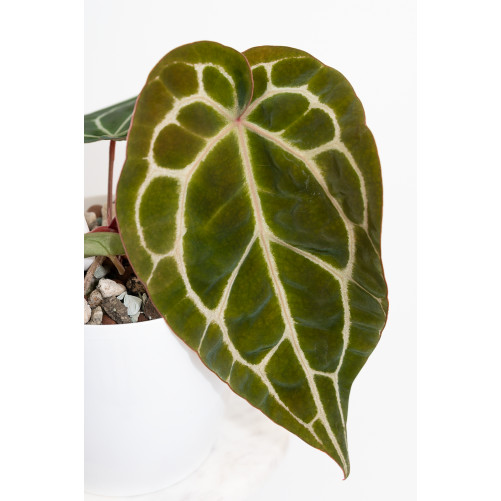 Anthurium Michelle x...