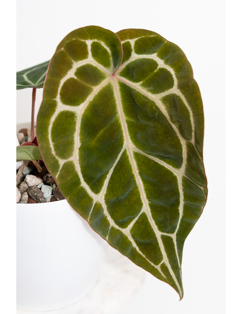 Anthurium Michelle x crystallinum