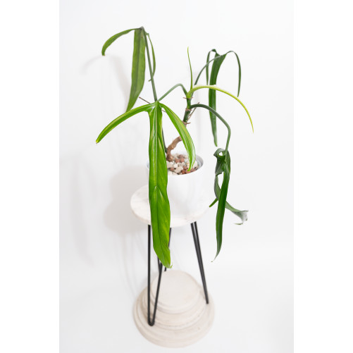 Philodendron paloraense