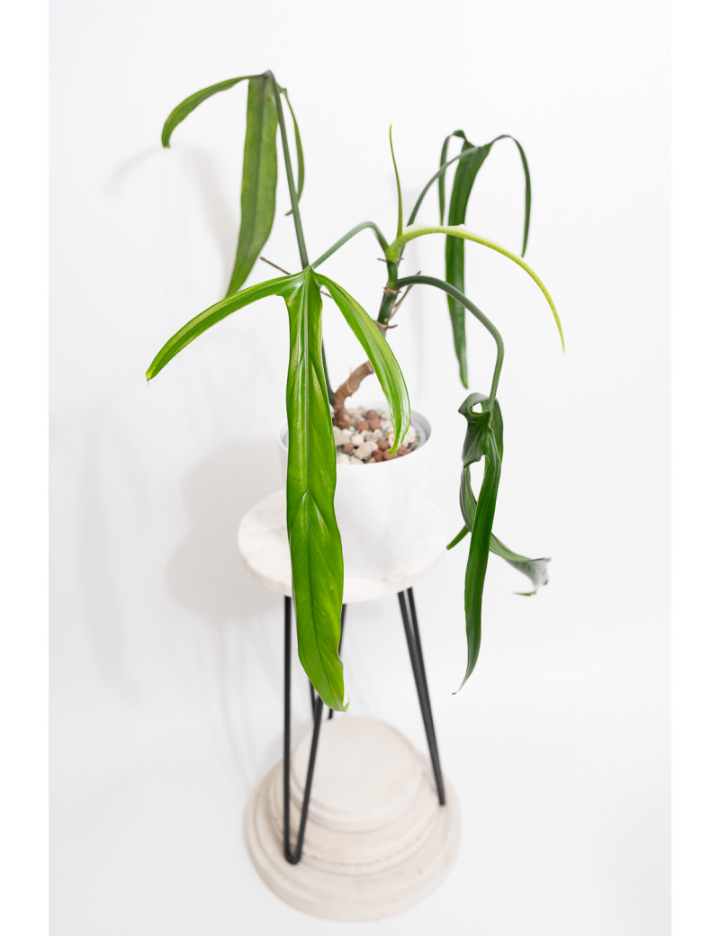 Philodendron paloraense