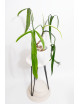 Philodendron paloraense