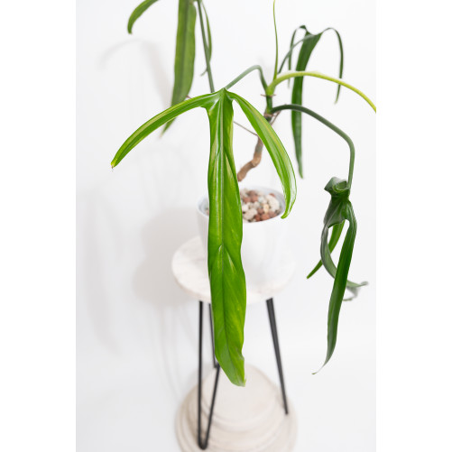 Philodendron paloraense