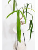 Philodendron paloraense