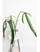 Philodendron paloraense