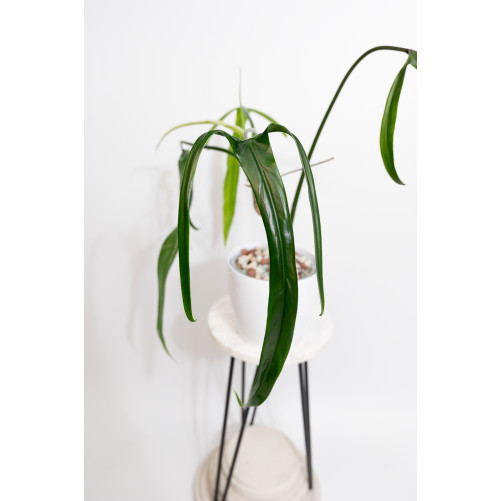 Philodendron paloraense