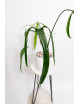 Philodendron paloraense