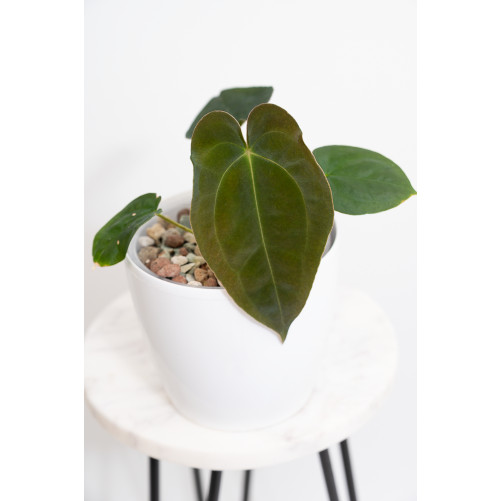 Anthurium papillilaminum