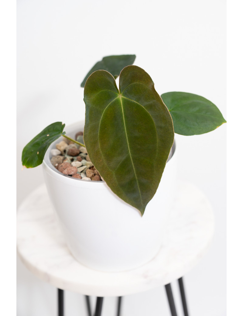 Anthurium papillilaminum