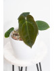 Anthurium papillilaminum