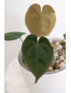 Anthurium papillilaminum