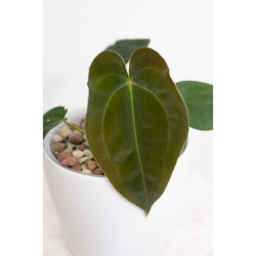 Anthurium papillilaminum