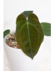 Anthurium papillilaminum